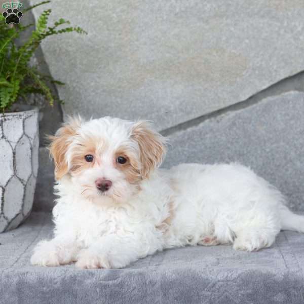Ellis, Maltipoo Puppy